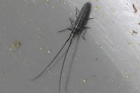 Calamobius filum