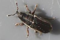Mecinus circulatus