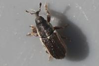 Mecinus circulatus