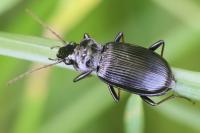Nebria salina