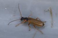 Rhagonycha testacea