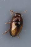 Olibrus corticalis