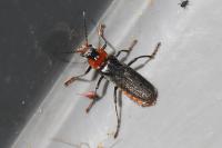 Cantharis fusca