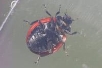 Coccinella septempunctata