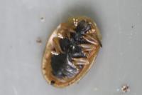 Cassida nebulosa