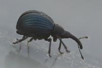 Holotrichapion pisi