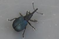 Holotrichapion pisi