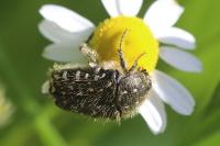 Oxythyrea funesta