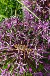 Rhagium sycophanta