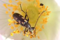 Anoplodera sexguttata