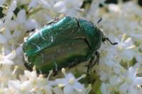 Cetonia aurata