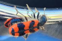 Trichodes alvearius
