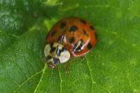 Harmonia axyridis