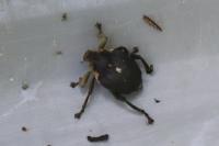 Mononychus punctumalbum