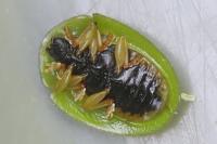 Cassida viridis