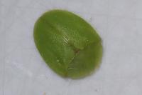 Cassida viridis