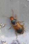 Diachromus germanus