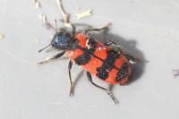 Trichodes alvearius