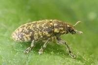 Rhinocyllus conicus