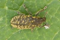 Rhinocyllus conicus