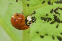 Harmonia axyridis