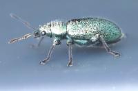 Phyllobius betulinus