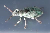 Phyllobius betulinus