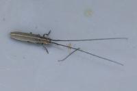 Calamobius filum