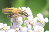 Oedemera podagrariae