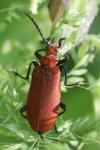 Pyrochroa serraticornis