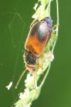 Diachromus germanus