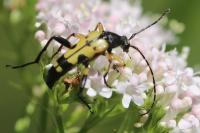 Rutpela maculata