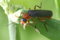 Cantharis pellucida