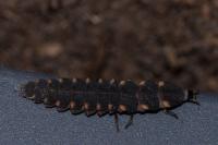 Lampyris noctiluca