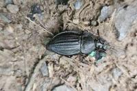 Silpha carinata