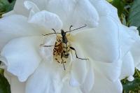 Rutpela maculata