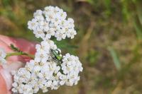 Oedemera nobilis