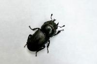 Dorcus parallelipipedus