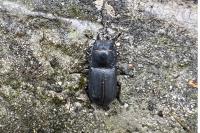 Dorcus parallelipipedus
