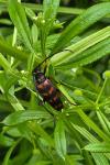 Leptura aurulenta