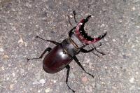 Lucanus cervus