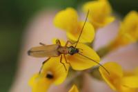 Oedemera podagrariae