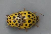 Psyllobora vigintiduopunctata