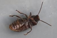 Stenomax aeneus