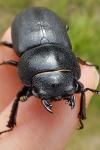 Dorcus parallelipipedus