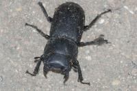 Dorcus parallelipipedus
