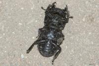Dorcus parallelipipedus