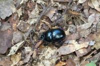 Anoplotrupes stercorosus