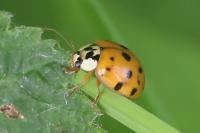 Harmonia axyridis