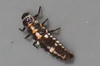 Oenopia conglobata